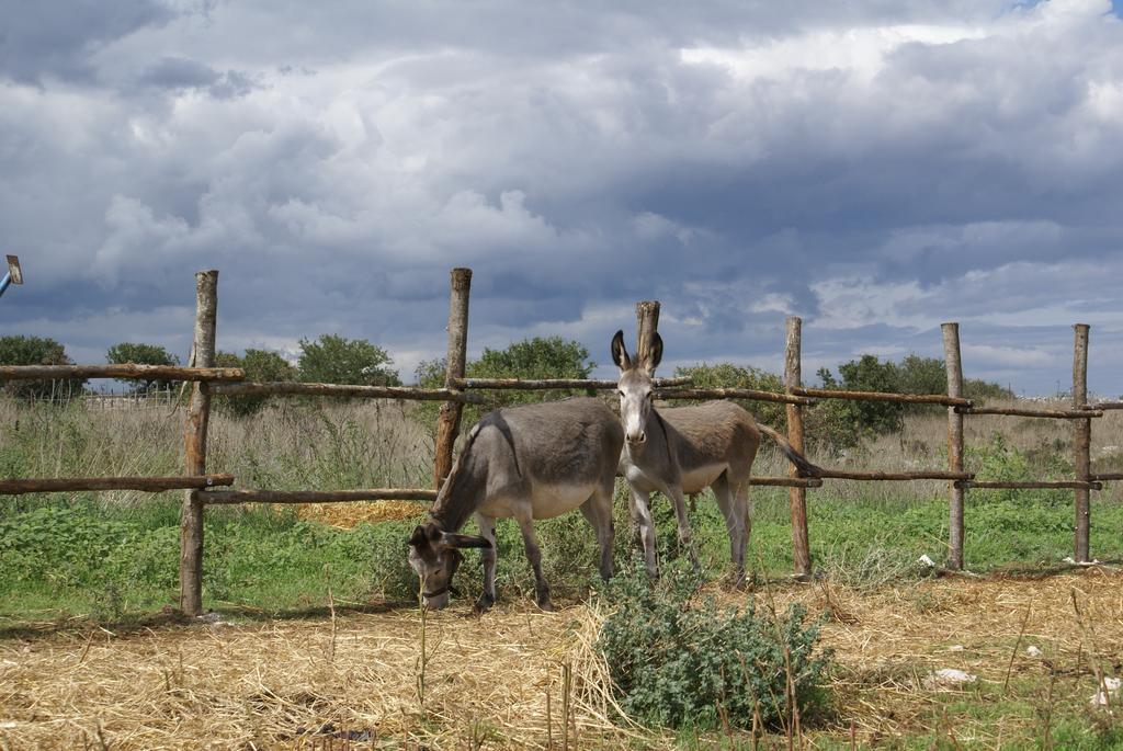 알타무라 Agriturismo Mura 빌라 외부 사진